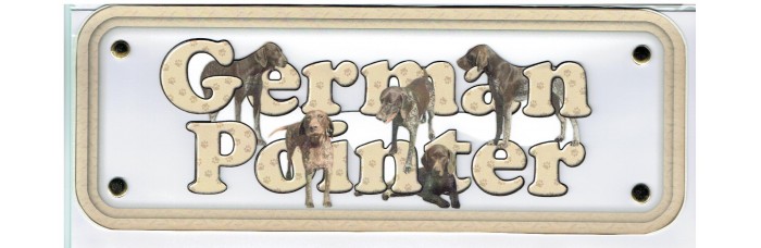 German Pointer - short hair